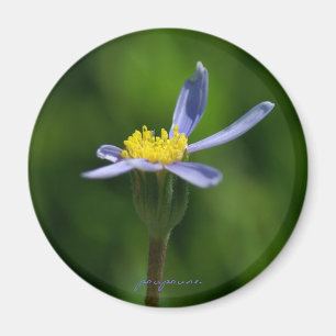 blue daisy magnet