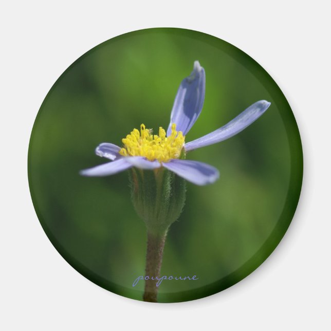 blue daisy magnet (Front)