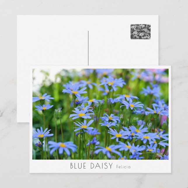Blue Daisy Postcard (Front/Back)
