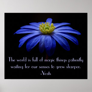 Blue Daisy with Yeats Quote Poster