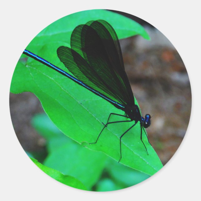 Blue Damselfly on a green leaf. Classic Round Sticker (Front)