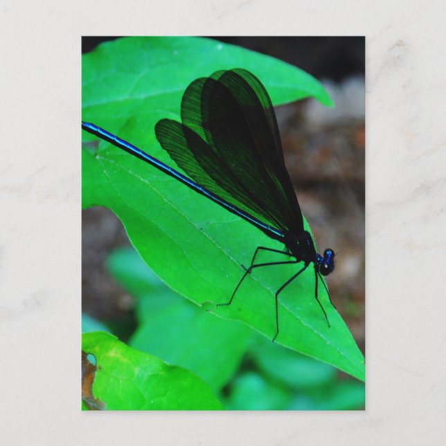 Blue Damselfly on a green leaf. Postcard (Front)