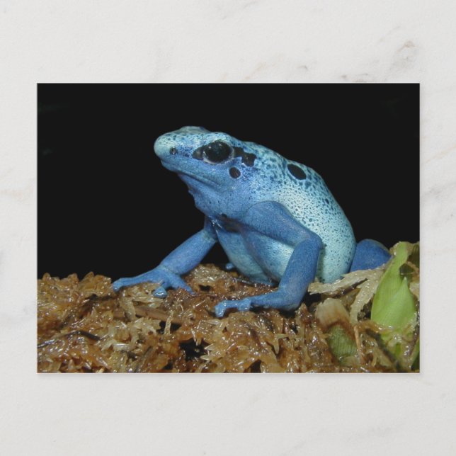 Blue Dart Frog (Dendrobates azureus).jpg Postcard (Front)
