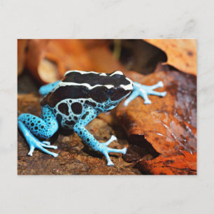 Blue Dart Frog Dendrobates Tinctorius Postcard
