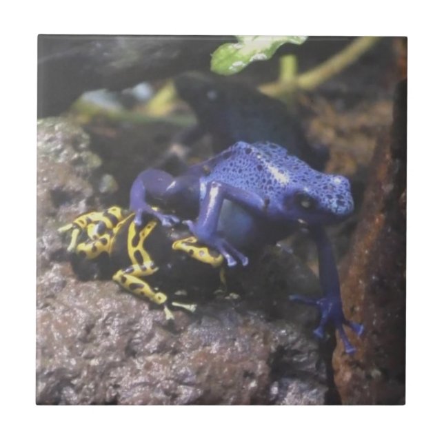 Blue Dart Frog Doesn't Understand Personal Space Ceramic Tile (Front)