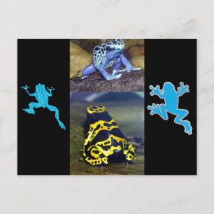 BLUE DART FROG POSTCARD