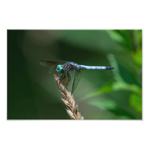 Blue Dasher Dragon Fly Photo Print