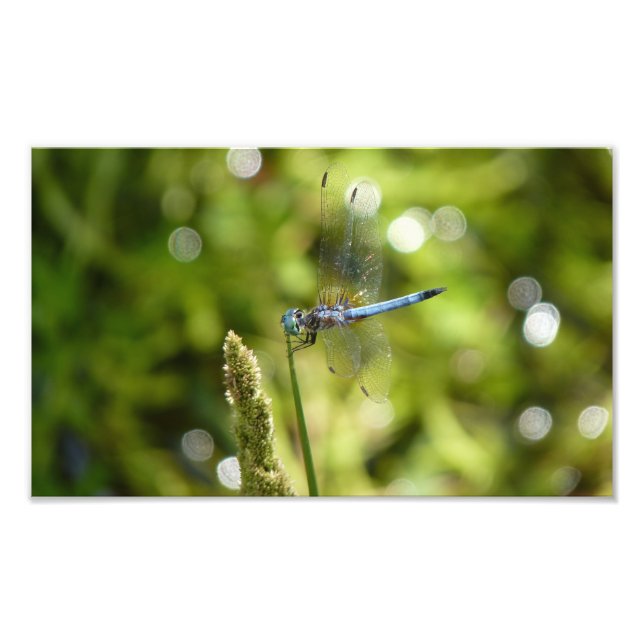 blue dasher dragonfly photo print (Front)
