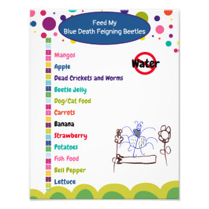 Blue Death Feigning Beetle Care Sheet Photo Print