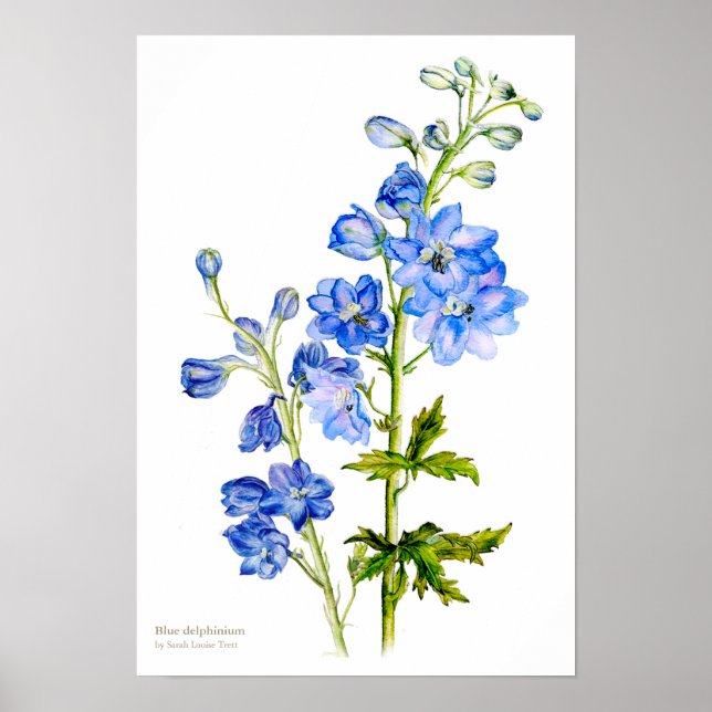 Blue delphinium botanical fine art poster print (Front)