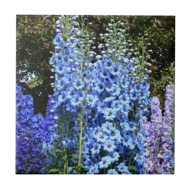 Blue Delphinium Floral Flowers Garden Nature Ceramic Tile (Front)