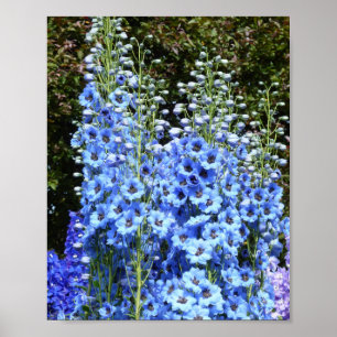 Blue Delphinium Floral Flowers Garden Nature Poster