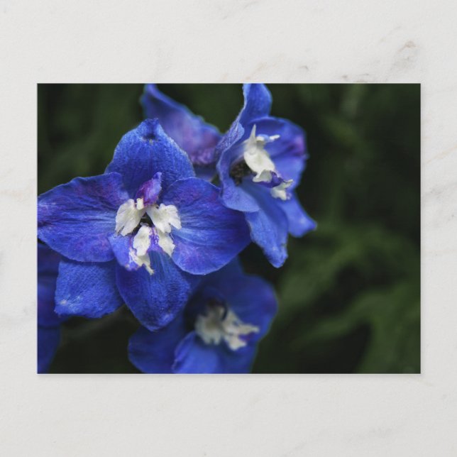 Blue Delphinium flower postcard (Front)