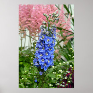 Blue delphinium flower poster