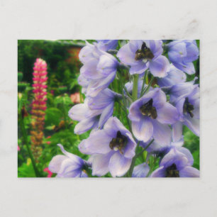 Blue Delphinium Postcard