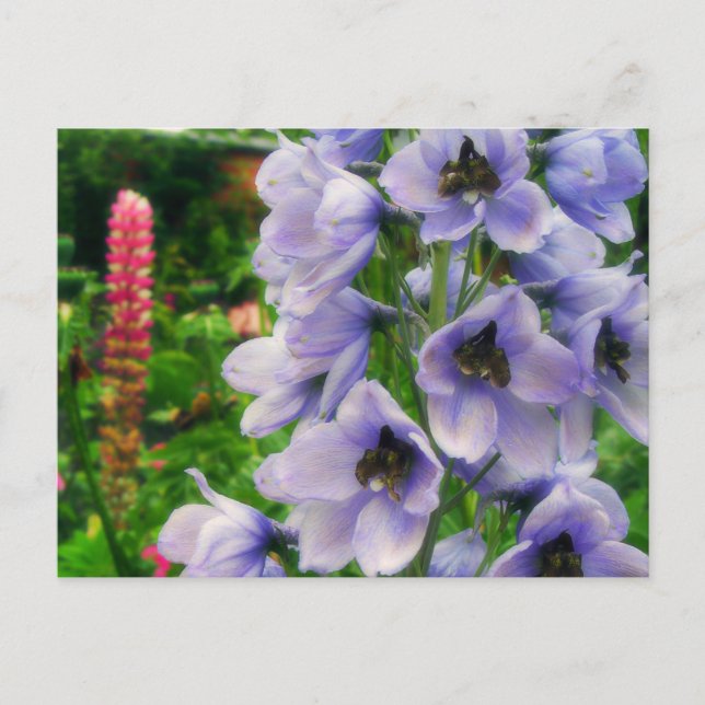 Blue Delphinium Postcard (Front)