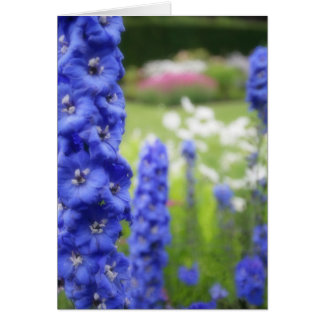 Blue delphiniums blank card