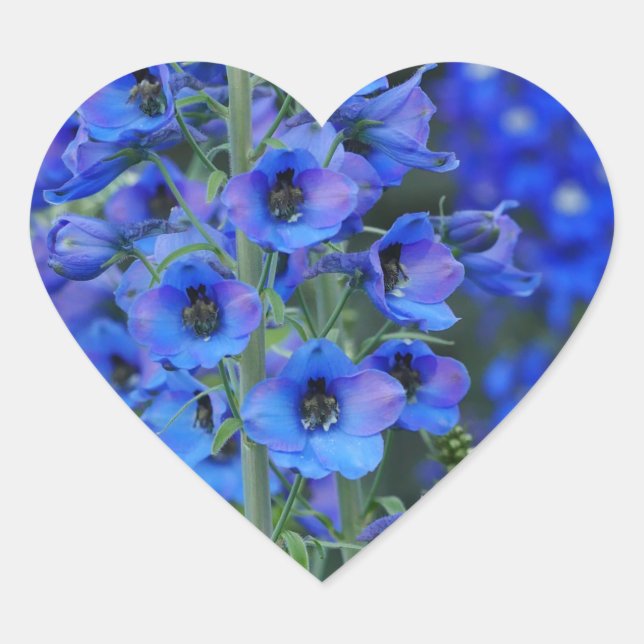 Blue Delphiniums Heart Sticker (Front)