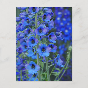 Blue Delphiniums Postcard