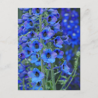 Blue Delphiniums Postcard 