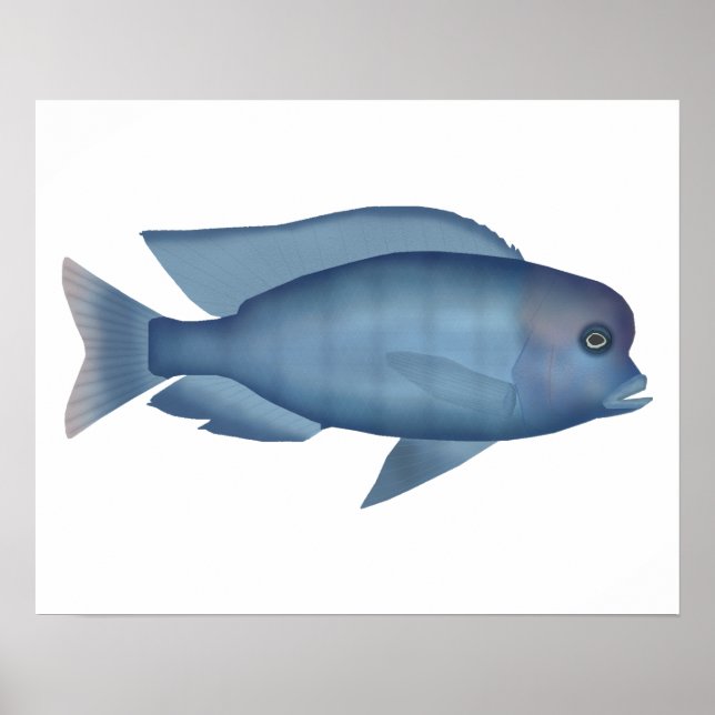 Blue Dolphin Cichlid Poster (Front)