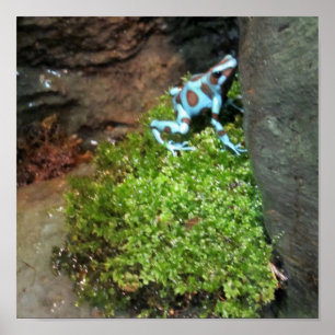 Blue Dotted Dart Frog Poster