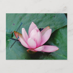 Blue Dragonflies on a pink lotus flower Postcard