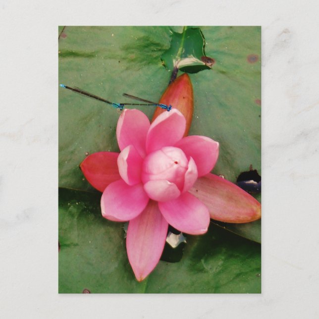 Blue Dragonflies on a pink lotus flower Postcard (Front)