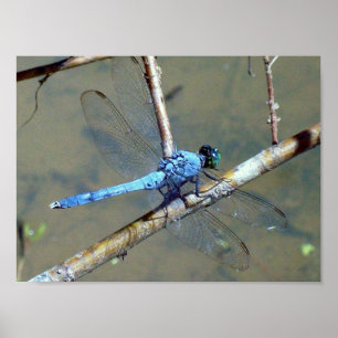 Blue DragonFly 2 Poster