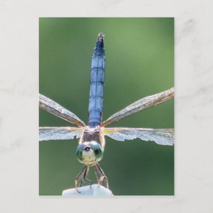 Blue Dragonfly gifts Postcard