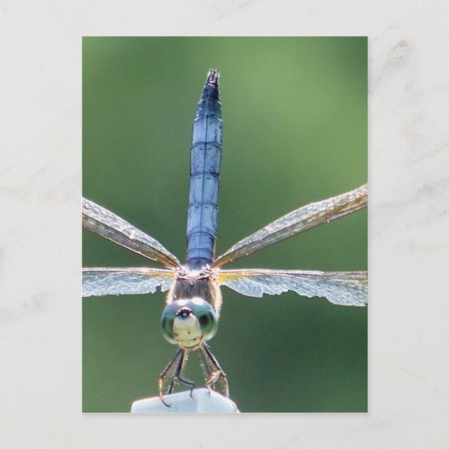 Blue Dragonfly gifts Postcard (Front)