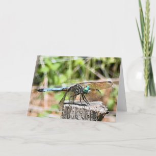 Blue Dragonfly Greeting  Card