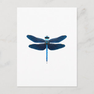 Blue Dragonfly - Insect Wildlife Animal Lover Ento Postcard