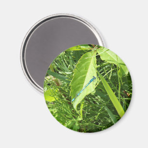 Blue Dragonfly Magnet
