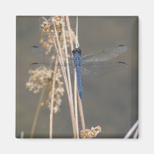 Blue dragonfly magnet