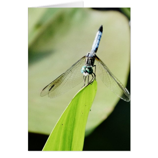 Blue Dragonfly on a green leaf (Front)