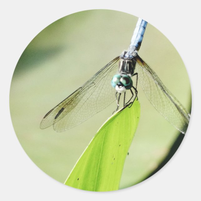 Blue Dragonfly on a green leaf Classic Round Sticker (Front)