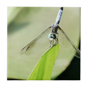 Blue Dragonfly on a green leaf Tile
