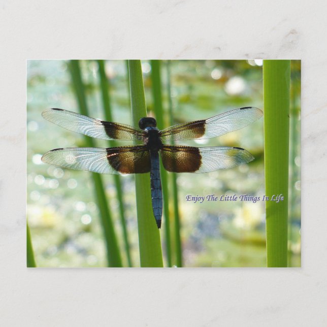 Blue Dragonfly Postcard (Front)