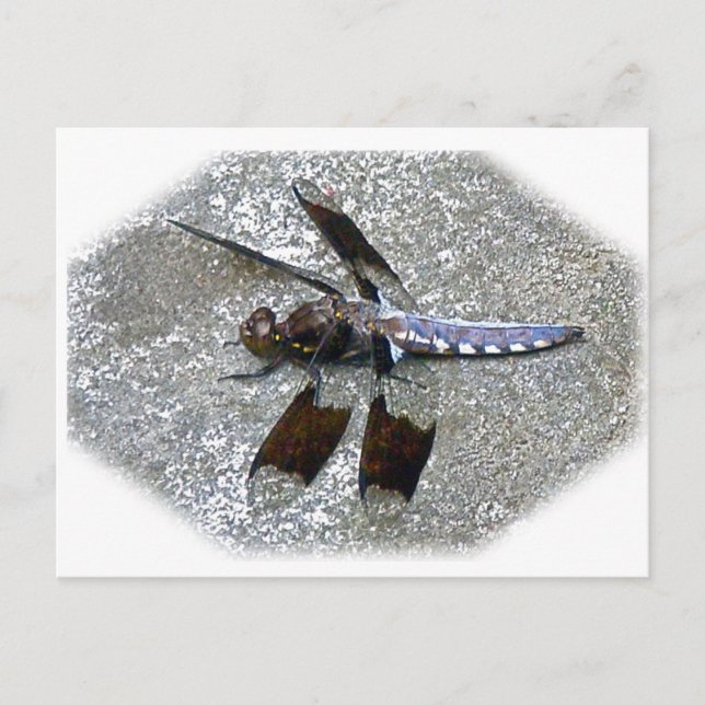 Blue Dragonfly Postcard (Front)