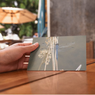 Blue dragonfly postcard