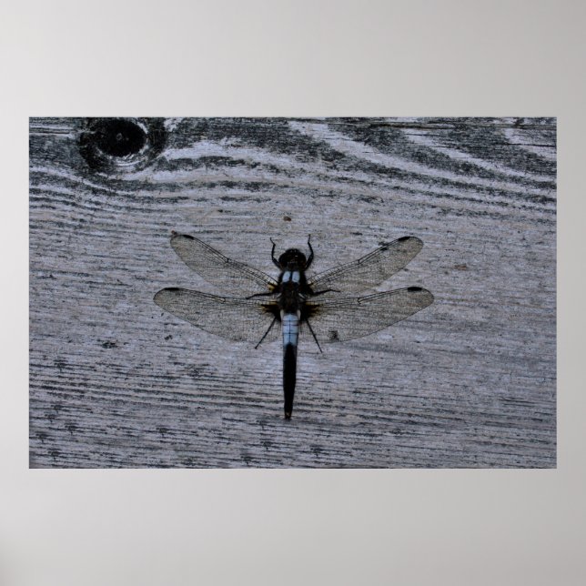 Blue Dragonfly Poster (Front)