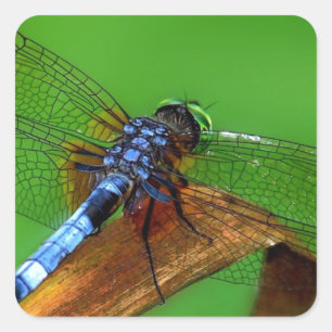 Blue Dragonfly Square Sticker