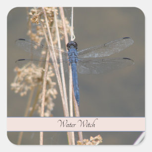 Blue dragonfly square sticker