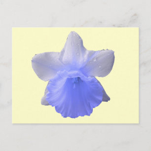 Blue Dripping Daffodil Flower Postcard