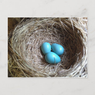Blue Eggs Postcard