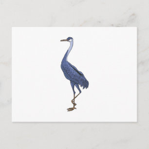 blue egret bird postcard