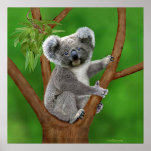 Blue-Eyed Baby Koala Bear Poster