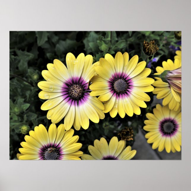 Blue Eyed Beauty African Daisy Osteospermum Poster (Front)