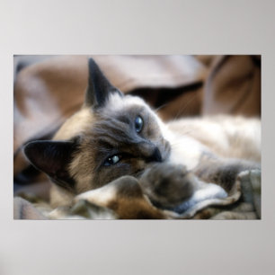 Blue Eyed Beauty Poster